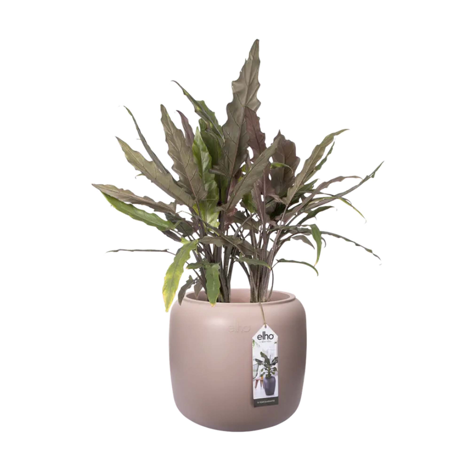 8711904350161_1.jpg 879692ea009d1e5aa950728b54c8d23b