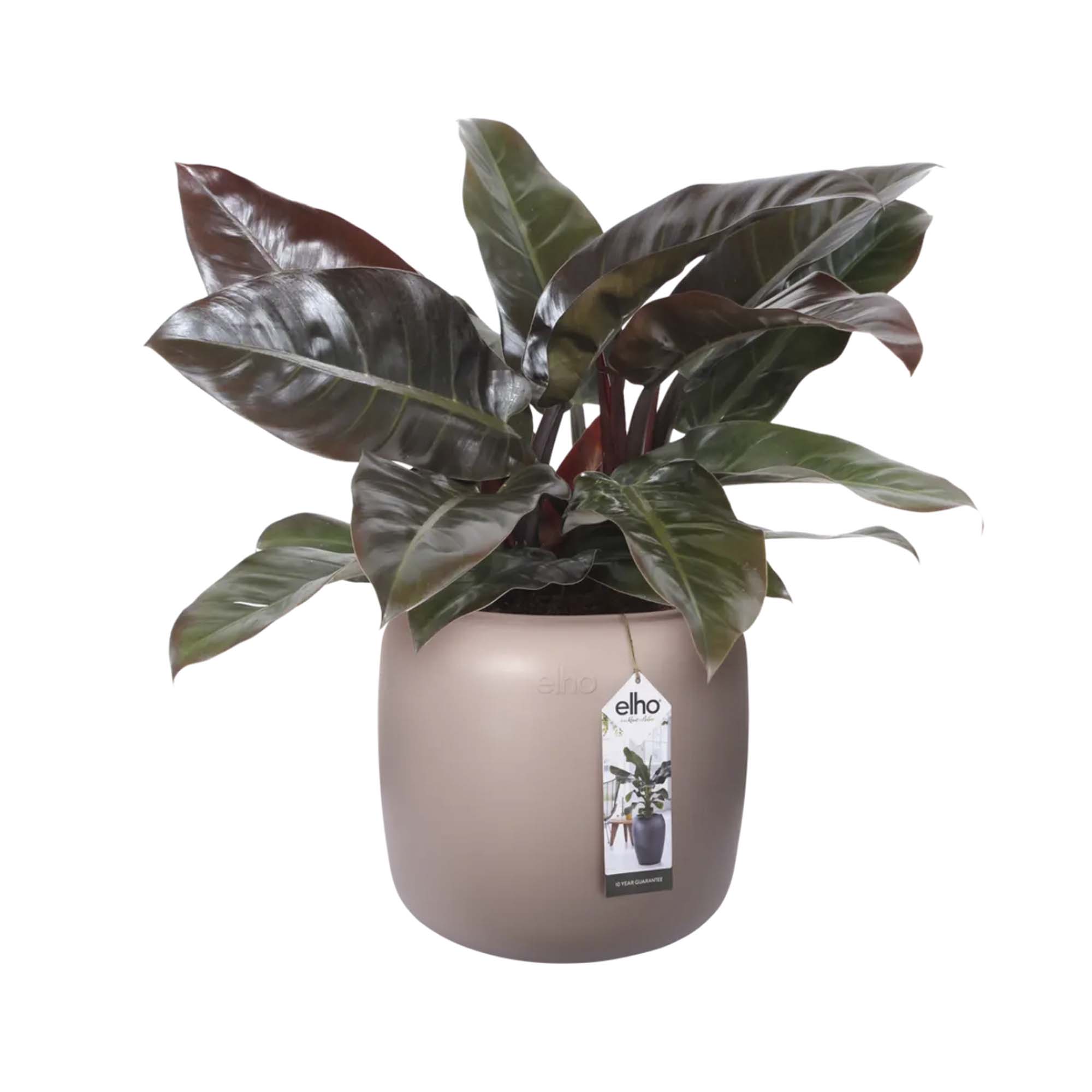 8711904350161_2.jpg 915ac00f15bbed07840dbf1a325effe8