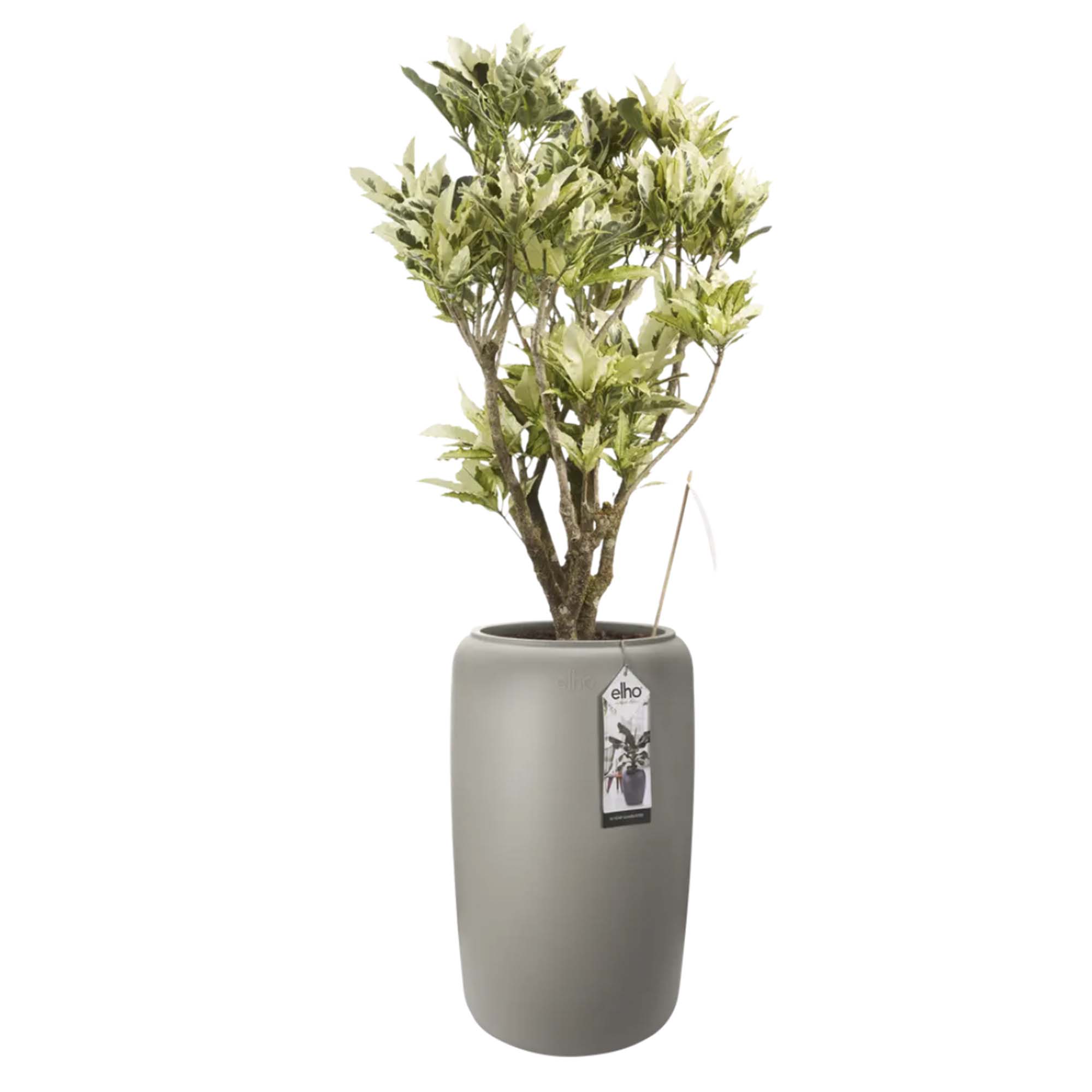 8711904350246_2.jpg cf06ac65c17fb254522b4b87d4b2cb96