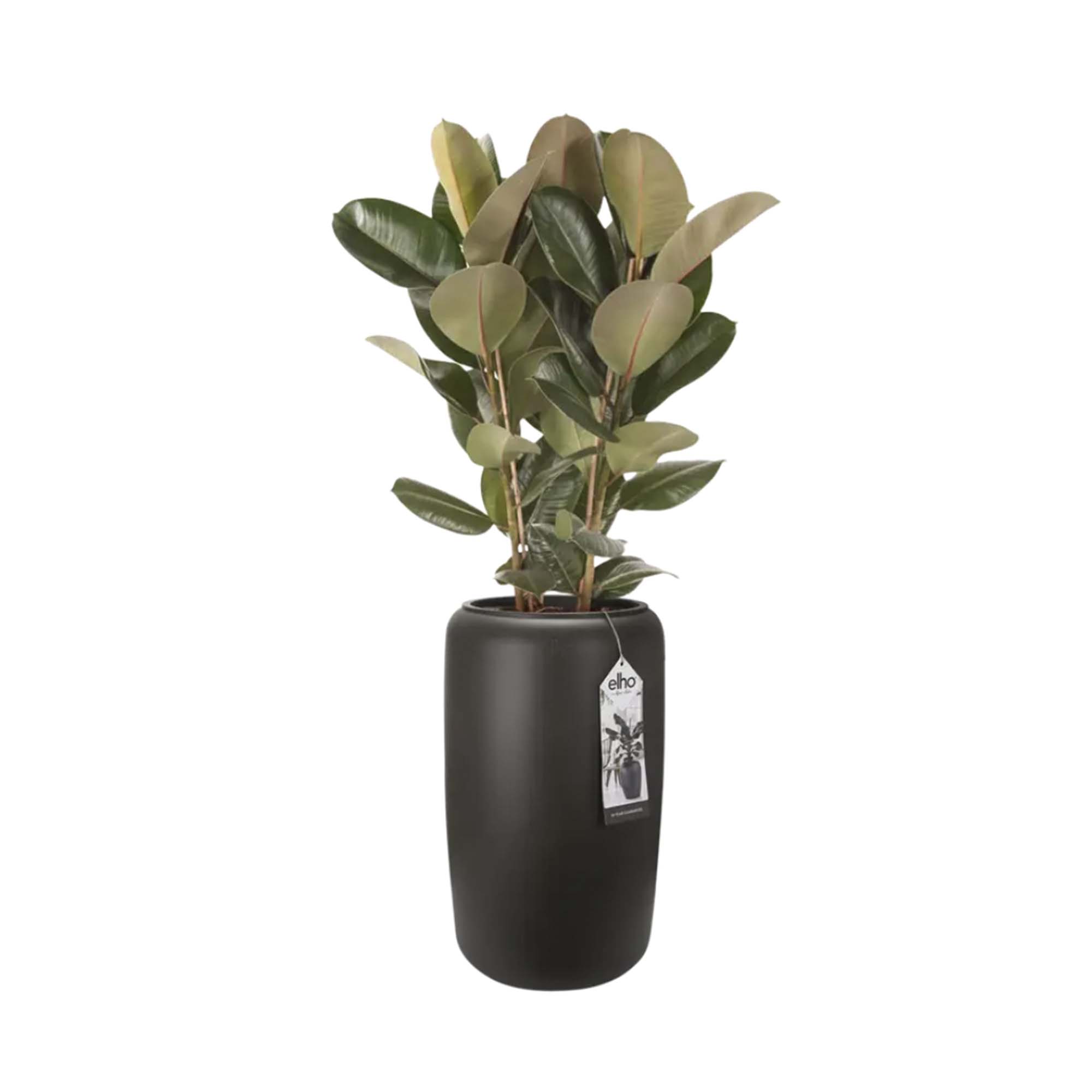 8711904350260_1.jpg b3afa0a9855ca4613e6dcaff6e93603f