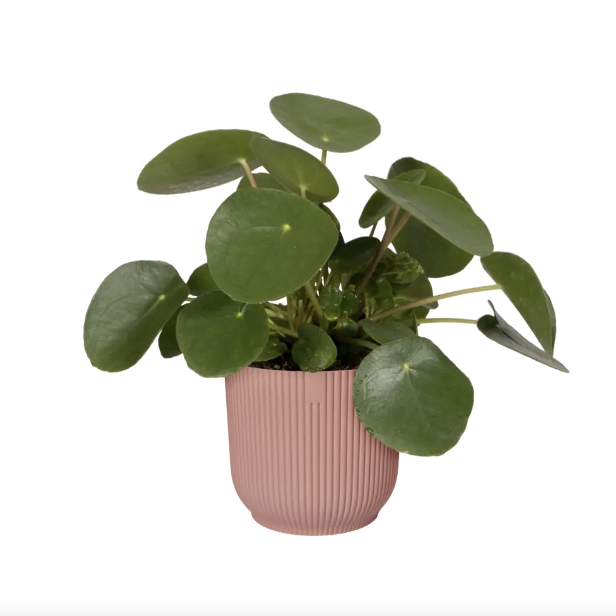 Screenshot 1044505b73e9492a90859bde3843aa43