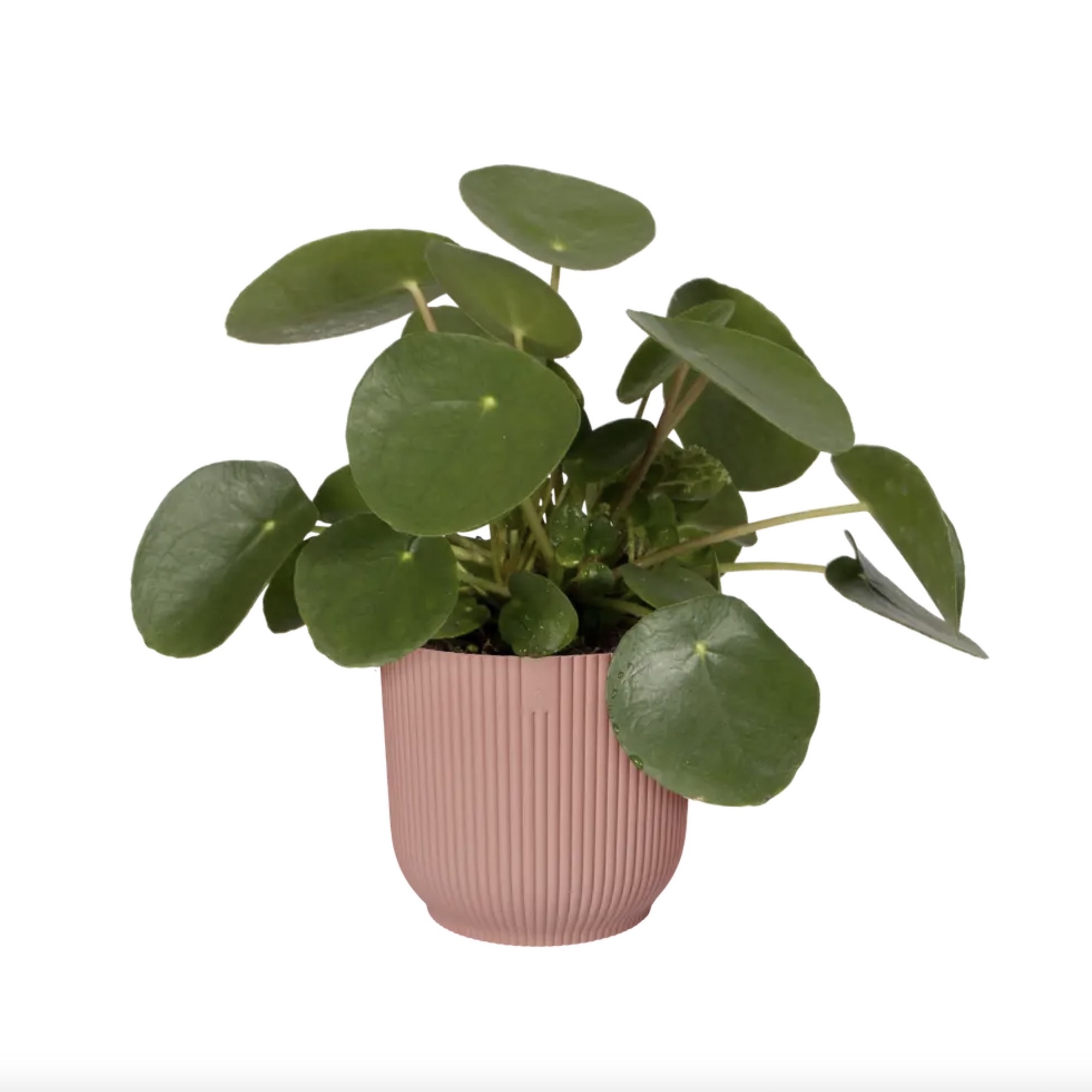 Screenshot 68e37a12765651d920b9d66bc6ca99b5