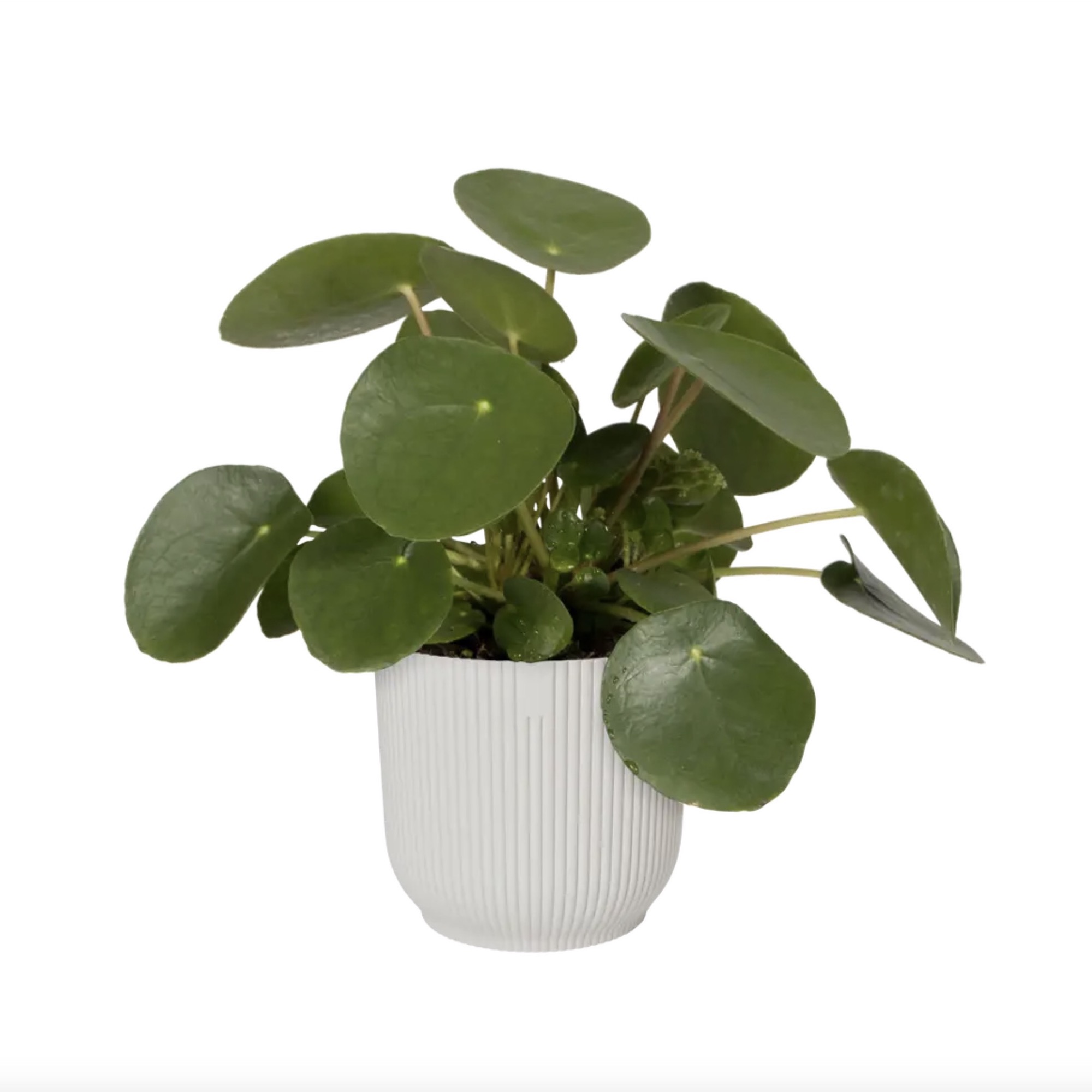 Screenshot e341983dcf573cf11d7e7c1192418ee9