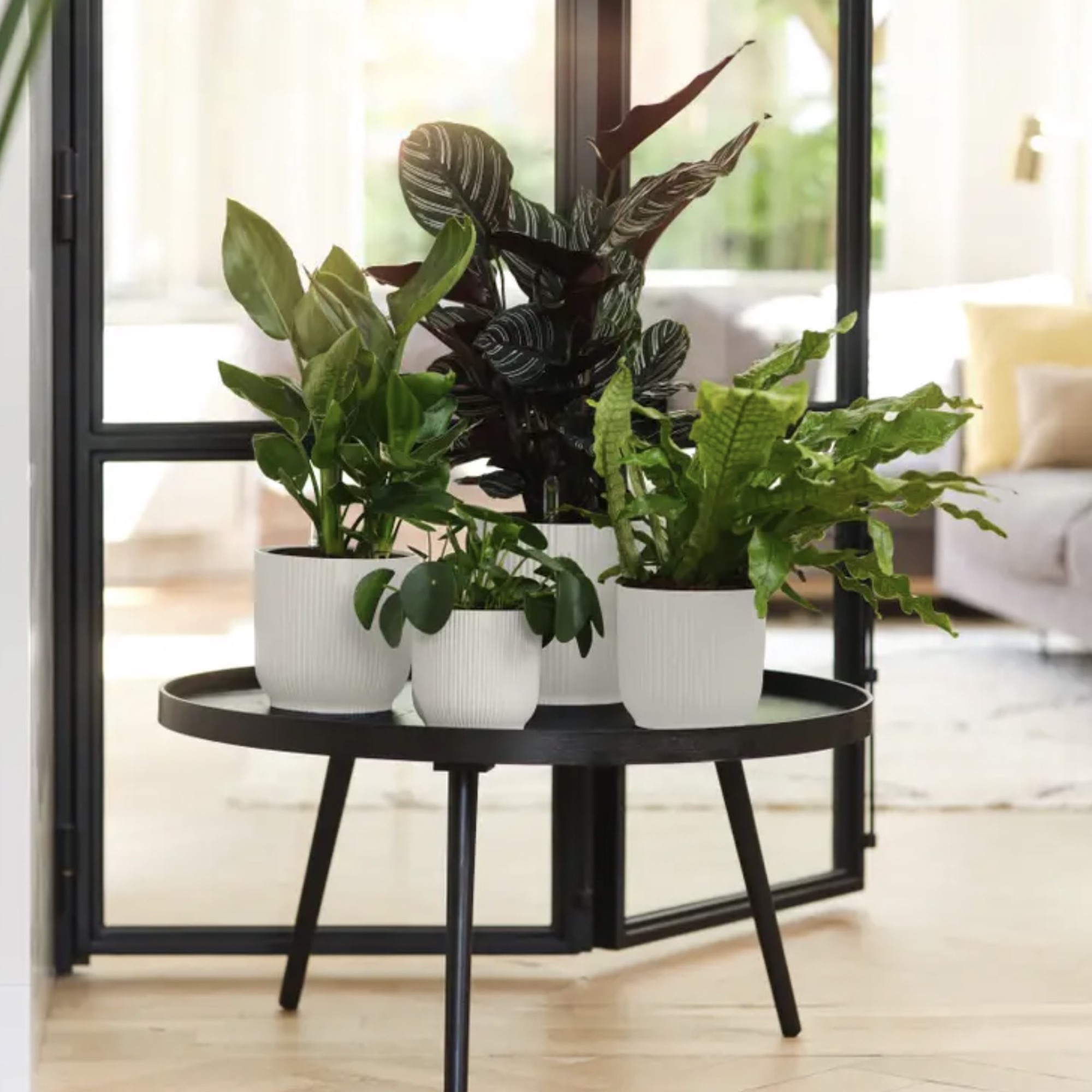 Screenshot 5cd6753ffe7929dd1b4e7f179c48a818