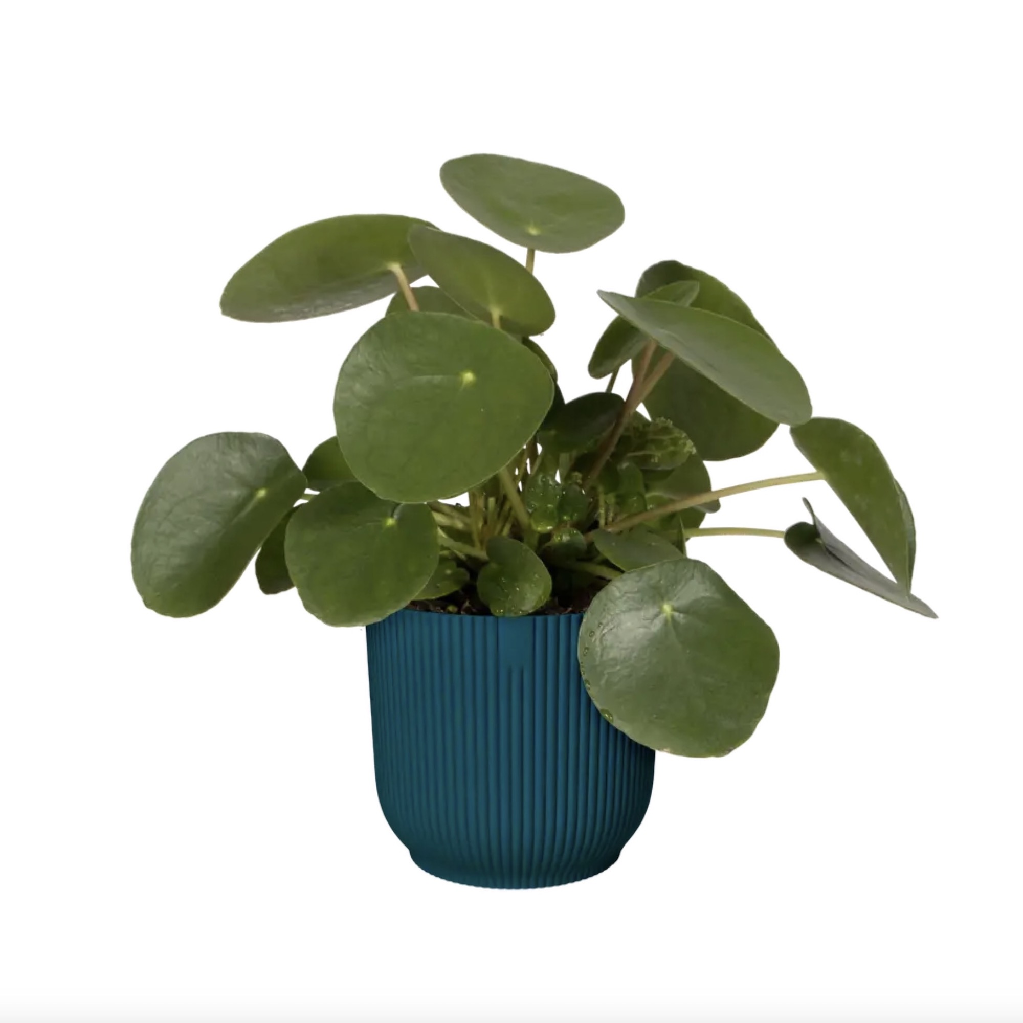 Screenshot 0b4f747aab521a80516b58ae7ea6f6ec