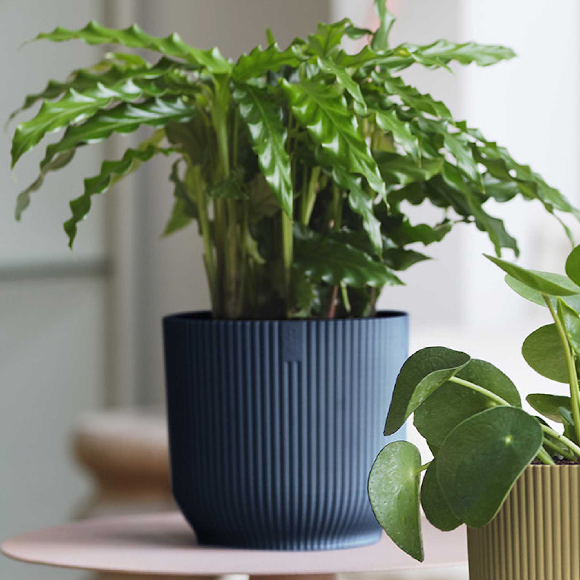 8711904481032_4.jpg 96e024a8b6301de1a8800b483c0cd9a2