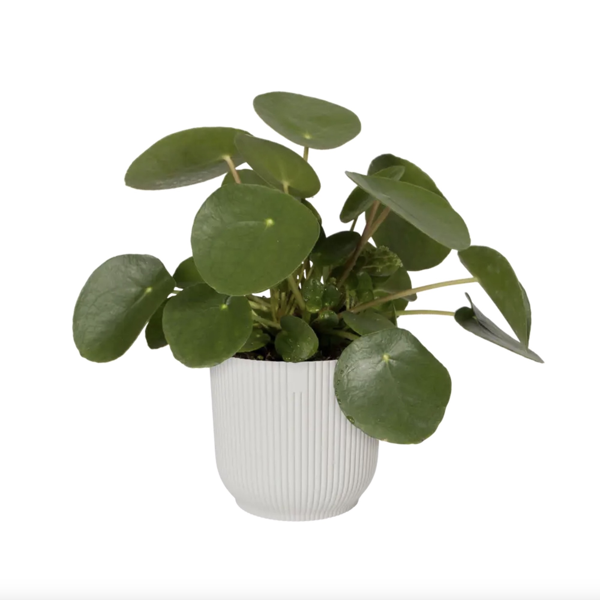 Screenshot 745f11867021d72f54c6d0f9b30e9c54