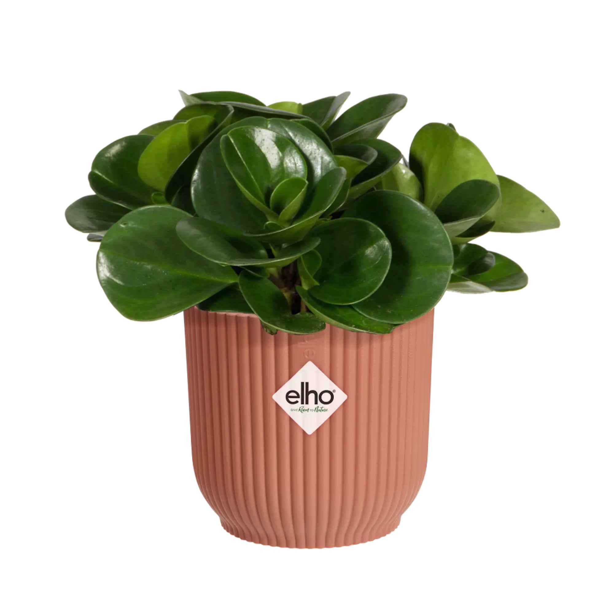 8711904493684_3.jpg c58d84d60d0ad0d2e90bdb9b32e8696b