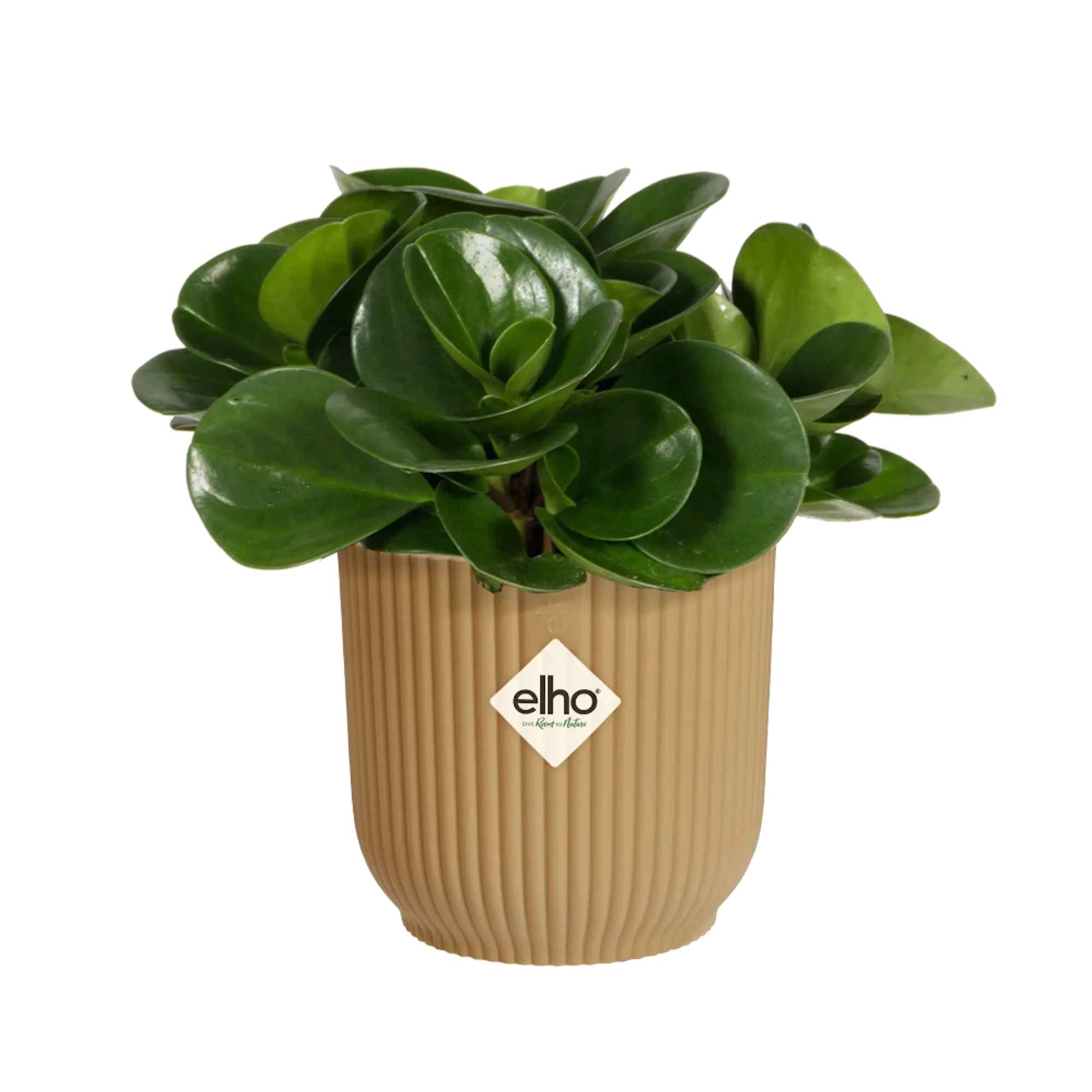 8711904493776_4.jpg 3147812322b5c9a9c0395cc8297c0f73