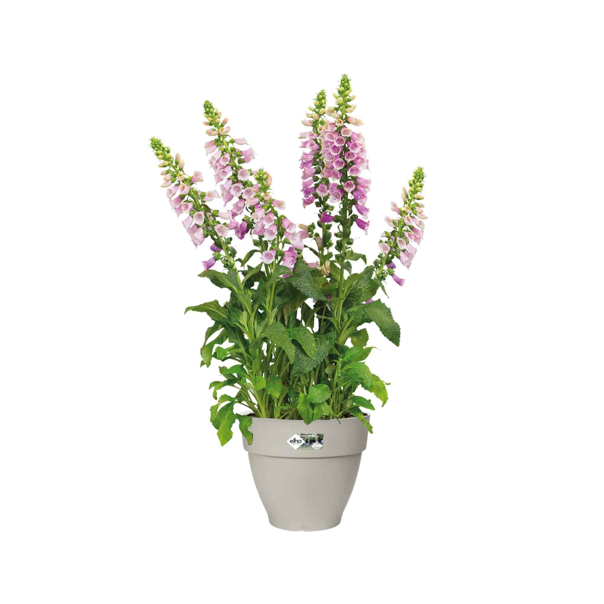 4250ec2b2f8f325512a5a402c4ad443d