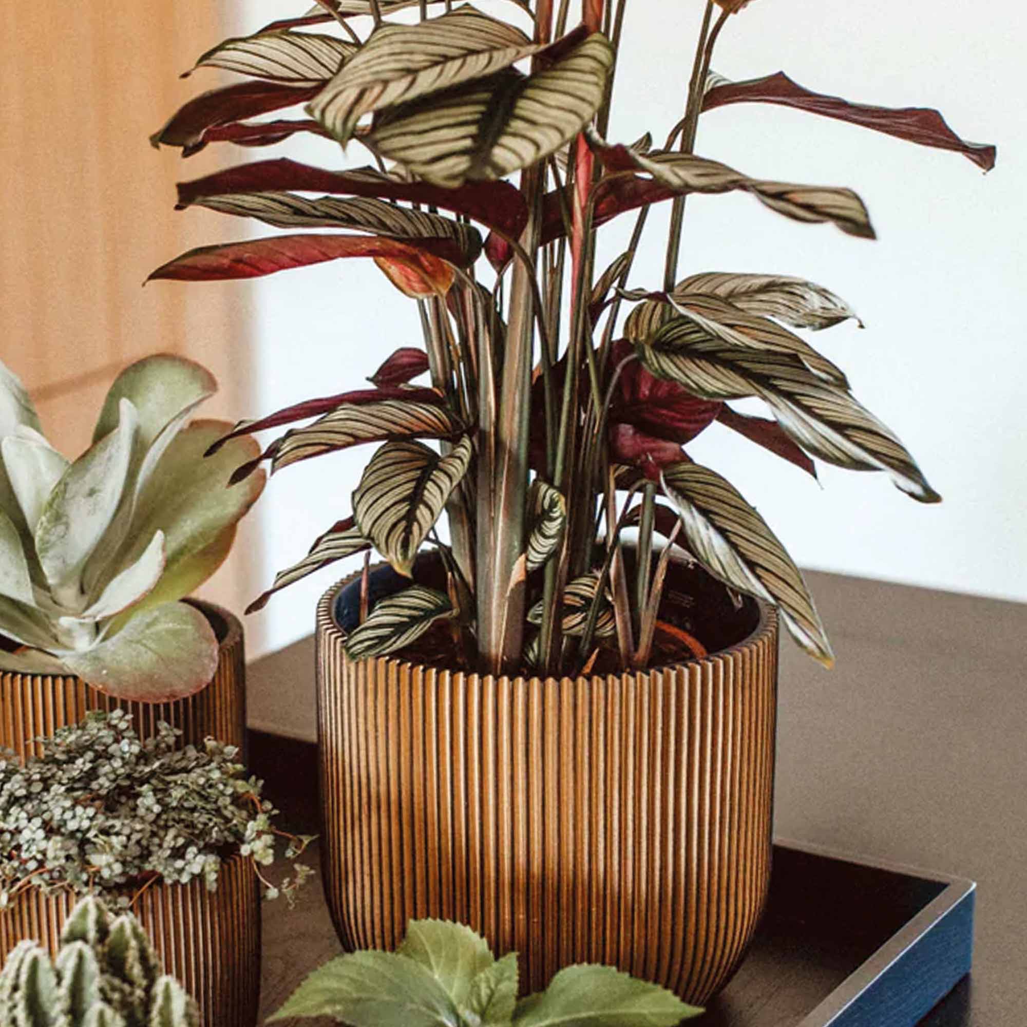 a5eca6ebe4bea1f97dcdc7c0e7003737.jpg 2b31e5a808fe37f95263a1757e13cf82