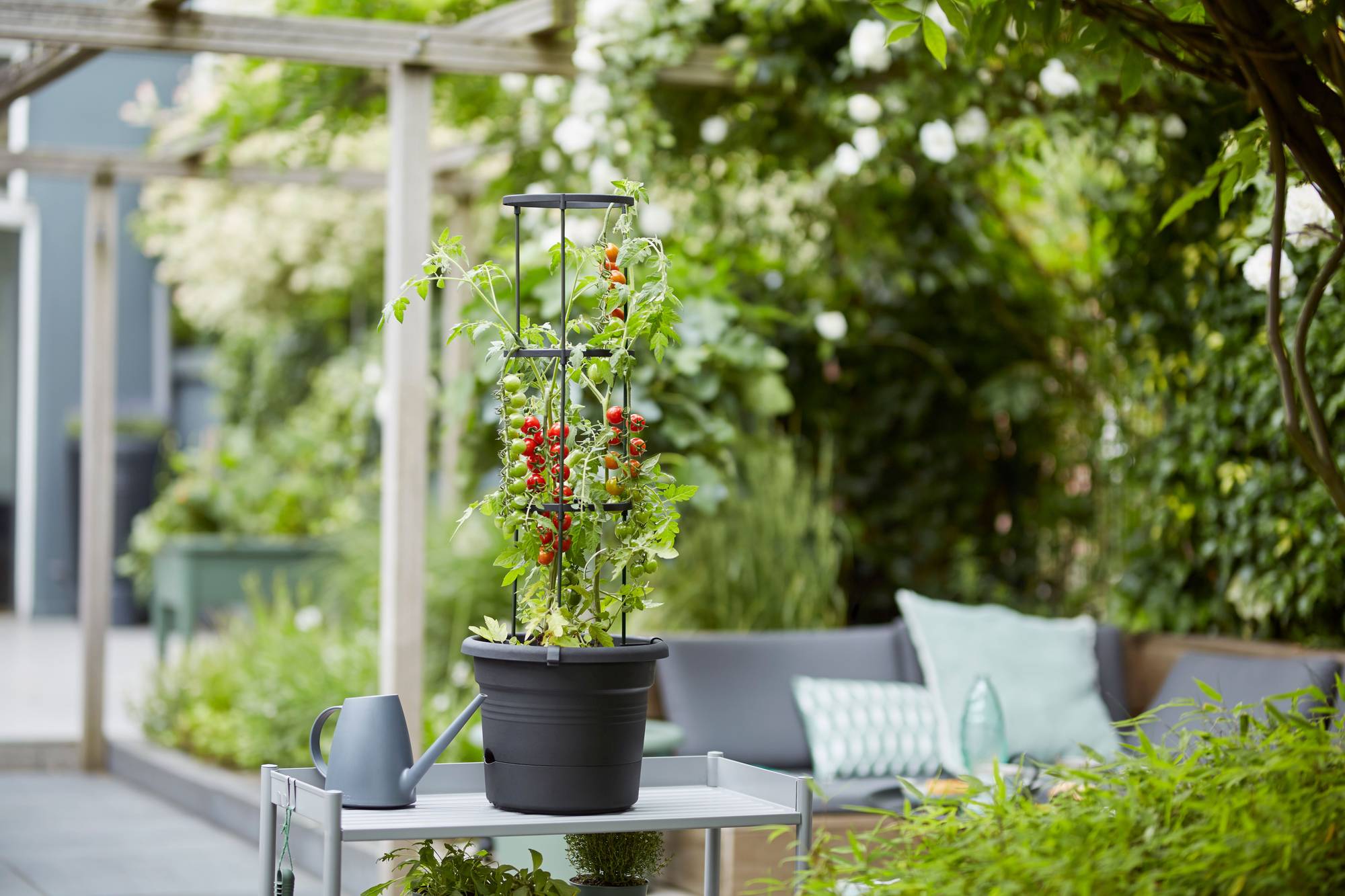 tomato_pot.i10.jpg 0aa3e5192d3cc9d41f1a0ce679b70a1d