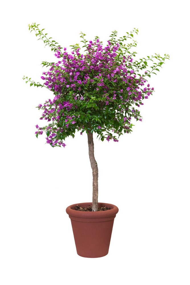 03cf349a6a4a4032cab57f1b08542b61.jpg 571e1b37d349edd9775b687c5d1b7eb5