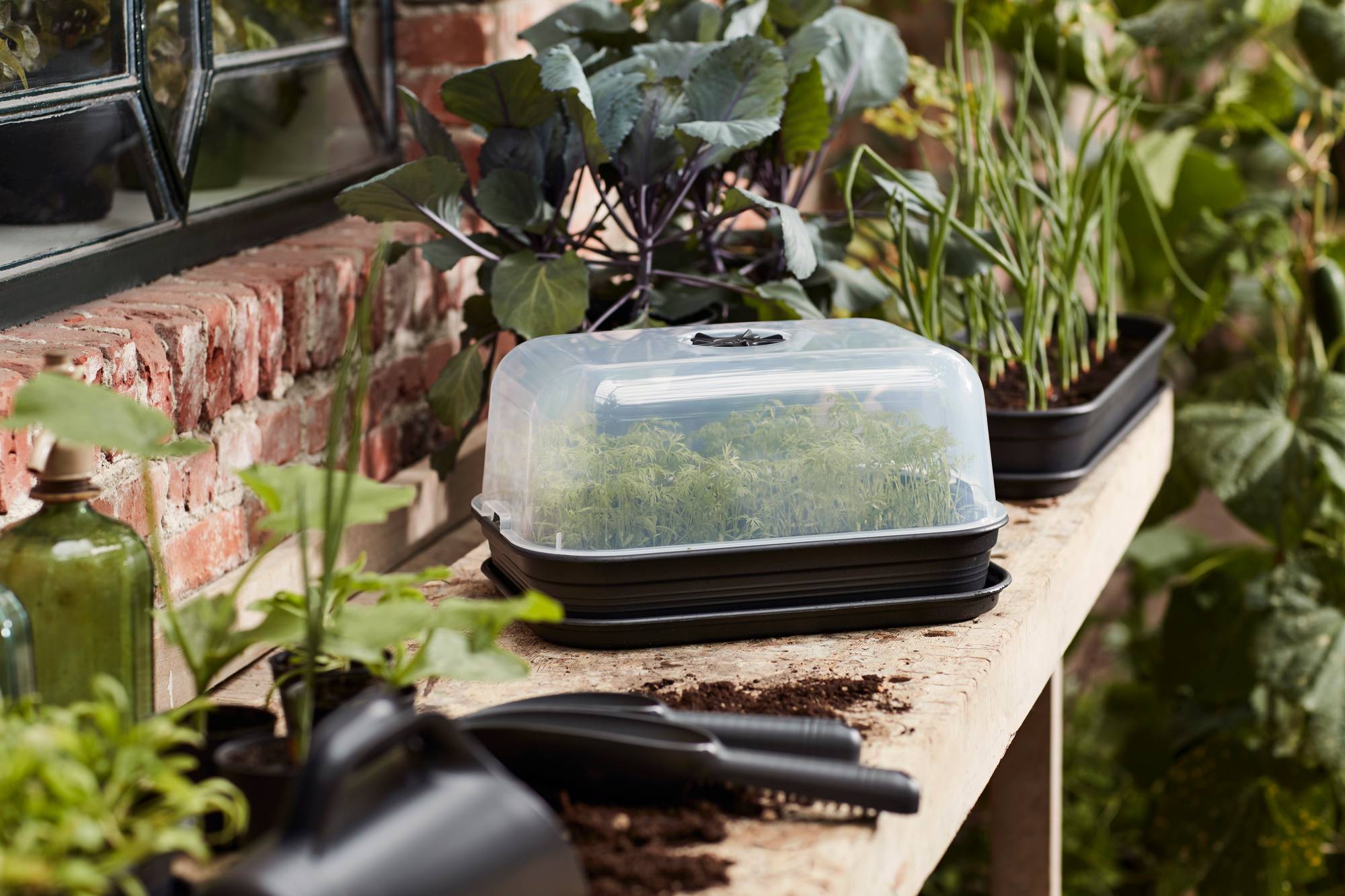 green_basics_grow_house_m_living_black_combination_tray_and_saucer.c1_1-4.jpg 9efc2c24371f01f69af6b410245a1fbe