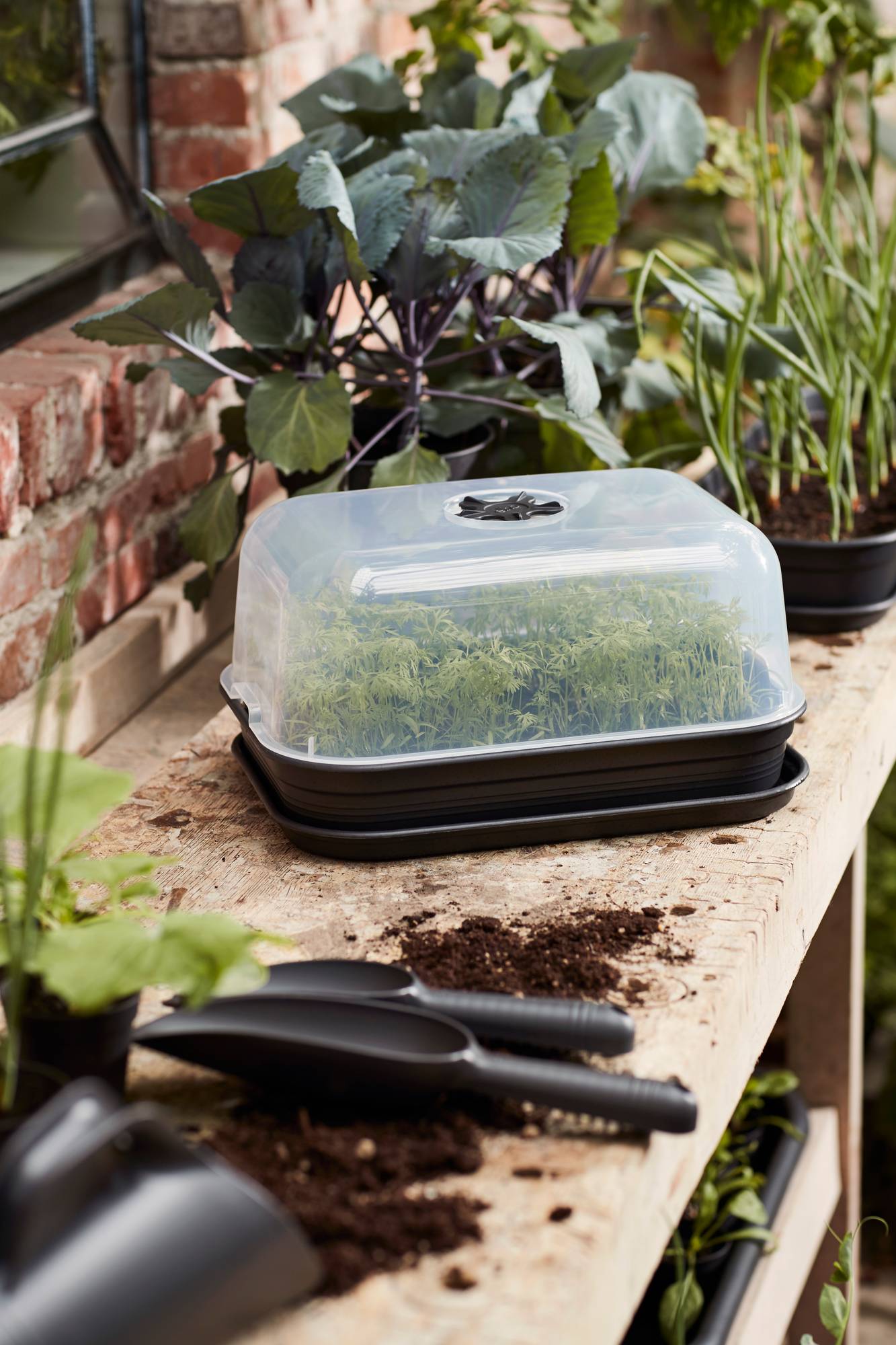green_basics_grow_house_m_living_black_combination_tray_and_saucer.c2-4.jpg f5ff3b3725aa890bf1bf922aeabaec82